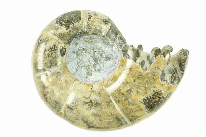 Polished, Sutured Ammonite (Argonauticeras) Fossil - Madagascar #287584